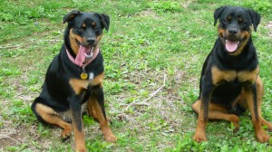 Boo and Trigg