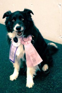 Sage earns her RL1 (Rally Obedience Novice Title) with Mom Denise Baker!
