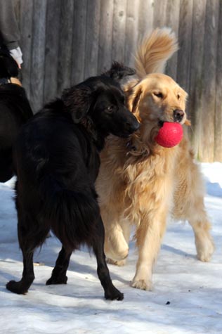 We welcome our Newest DayCare Dogs!