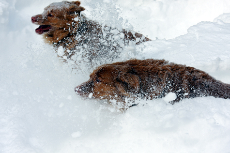 Boarding at Collinswood K-9
