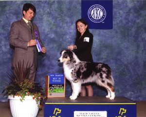 akc_ch_blue akc_ch_blue