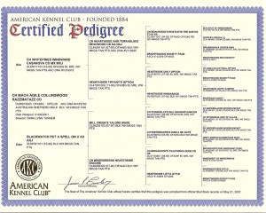 razz_pedigree_cert