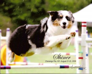 shiner_rain