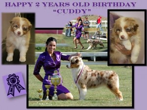 "Cuddy" GCH/CH Collinswood House Obsession Wizard x Deuce