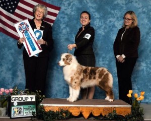 "Ember" GCH Collinswood Sparks Fly Wizard x Deuce