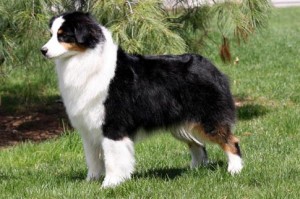 "Savvy" AKC CH Oakhurst Arborview Black Pearl at Collinswood NA NAJ Wizard x Shelby