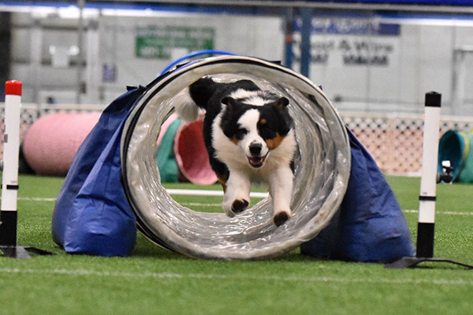 Reminders Collinswood K9 Services